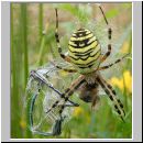 Argiope bruennichi - Wespenspinne 04.jpg